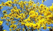 春是大自然的馈赠