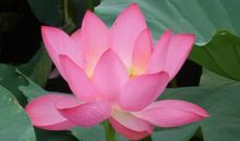 一粒善念的种子