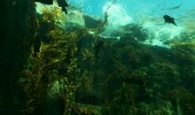 请让鱼儿能在水中畅游