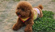 我喜欢的泰迪犬