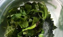 第一次饲养蚕宝宝