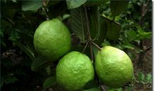 我爱家乡的番石榴