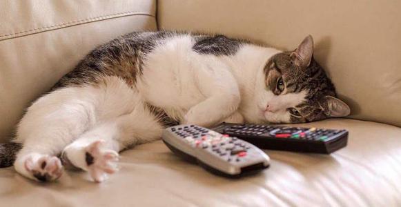 家养宠物猫