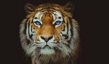 心有猛虎细嗅蔷薇