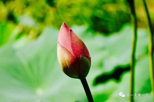 每朵花都值得欣赏