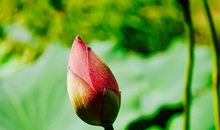 每一朵花都值得欣赏