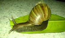 我发现蜗牛的秘密