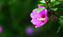 我与木槿花有个约定