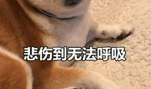 我的伤心你不懂