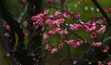 梅花雨