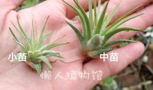 懒人植物，你好