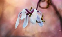 记春光中附小的那颗玉兰