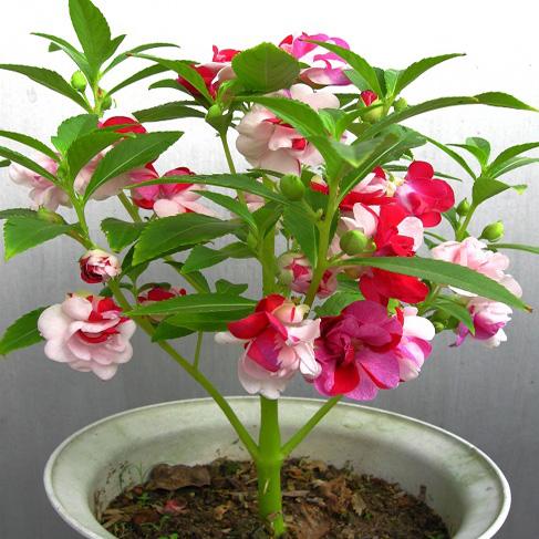 指甲花