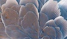 显微镜下的世界