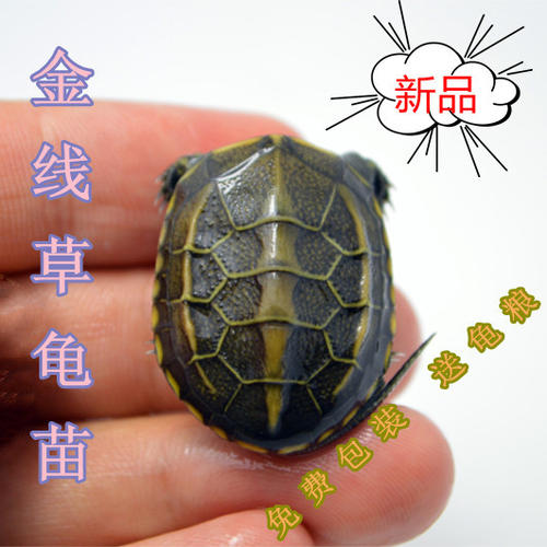 乌龟让我耐心
