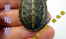 乌龟让我变得有耐心了