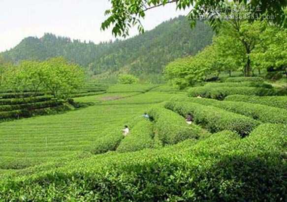 参观茶园