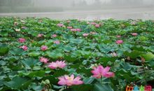 描写荷叶的作文