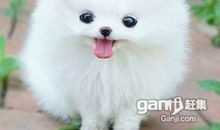 我最喜欢的宠物狗