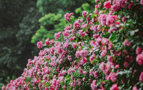 爱是世界上最美丽的花朵