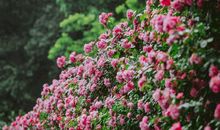 爱是人间最美的花朵