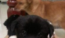 我家有一只小黑狗