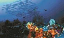 保护海洋，人人有责