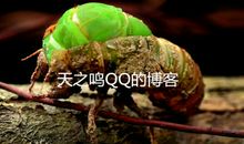 生命的奇迹——蝉的蜕变