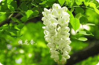 槐花