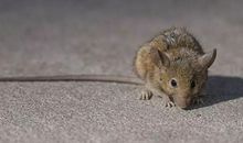 下水道里的老鼠