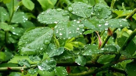 春雨你好