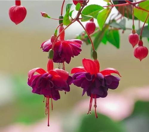 灯笼花
