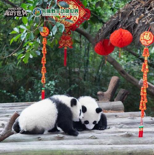 我与熊猫的相遇