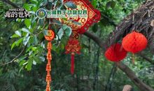 我与熊猫的相遇