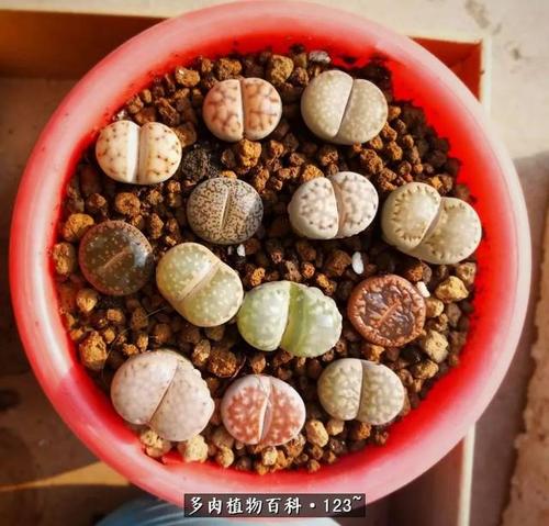 我学会了陪伴