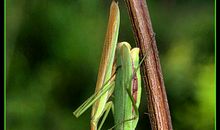 公螳螂消失的秘密