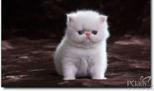 最喜欢的动物小猫