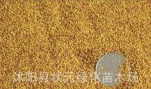 一颗幸运的种子