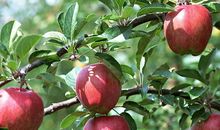 一棵苹果树的变化