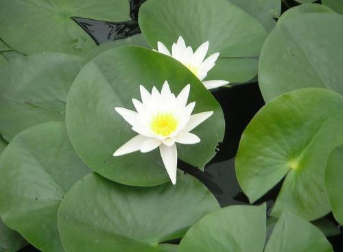 描绘莲花的绝佳构图