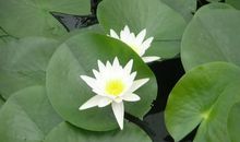 描写荷花的优秀作文