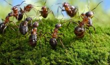 比树还大的蚂蚁