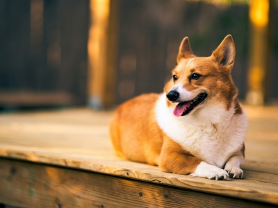 可爱的柯基犬图片