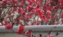 一枝红杏出墙来