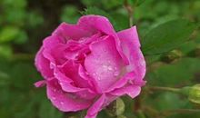 感恩那场雨中的温暖