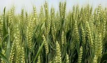 有一种力量叫向上生长