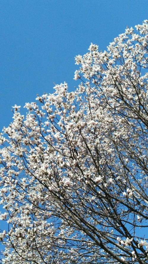 雪中​​的诗