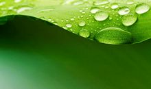 叶子·大树·露珠