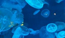 上海海昌海洋公园一日游