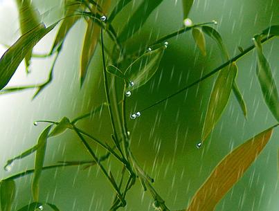 我是春雨